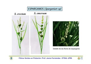 ESPARGANIOS (Sparganium sp)
S. emersumS. erectum
Detalle de las flores de esparganio
Filtros Verdes en Flotación. Prof. Jesús Fernández . ETSIA. UPM.
 