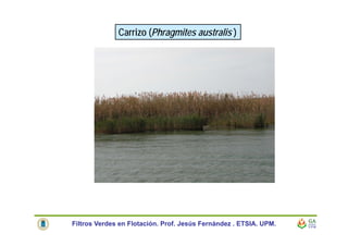 Carrizo (Phragmites australis )
Filtros Verdes en Flotación. Prof. Jesús Fernández . ETSIA. UPM.
 