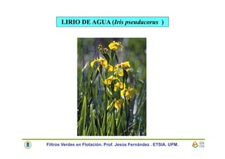 LIRIO DE AGUA (Iris pseudacorus )
Filtros Verdes en Flotación. Prof. Jesús Fernández . ETSIA. UPM.
 