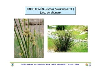 JUNCO COMÚN (Scirpus holoschoenus L.)
junco del churrero
Filtros Verdes en Flotación. Prof. Jesús Fernández . ETSIA. UPM.
 