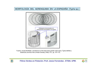 MORFOLOGÍA DEL AERENQUIMA EN LA ESPADAÑA (Typha sp.)
Fuente: Ursula RoWalatt . Architecture of the leaf of the greater reed mace, Typha latifolia L.
Botanical Journal of the Linnean Society (1992) 110: pp. 161-170.
Diafragmas transversales con
perforaciones permeables a los gases
Filtros Verdes en Flotación. Prof. Jesús Fernández . ETSIA. UPM.
 