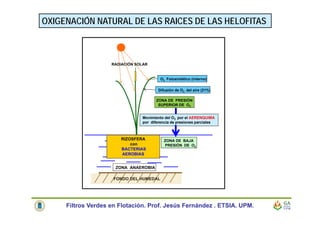Filtros Verdes en Flotación. Prof. Jesús Fernández . ETSIA. UPM.
OXIGENACIÓN NATURAL DE LAS RAICES DE LAS HELOFITAS
RADIACIÓN SOLAR
O2 Fotosintético (interno)
Difusión de O2 del aire (21%)
Movimiento del O2 por el AERENQUIMA
por diferencia de presiones parciales
ZONA DE PRESIÓN
SUPERIOR DE O2
ZONA DE BAJA
PRESIÓN DE O2
RIZOSFERA
con
BACTERIAS
AEROBIAS
ZONA ANAEROBIA
FONDO DEL HUMEDAL
 