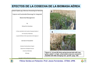 EFECTOS DE LA COSECHA DE LA BIOMASA AÉREA
Filtros Verdes en Flotación. Prof. Jesús Fernández . ETSIA. UPM.
Figure 4.7. A) and B) Early spring harvest plot with new
green cattail 1 m high, unharvested areas are covered in
deadfall with little emerging new growth. (pag. 126)
 