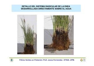 DETALLE DEL SISTEMA RADICULAR DE LA ENEA
DESARROLLADA DIRECTAMENTE SOBRE EL AGUA
Filtros Verdes en Flotación. Prof. Jesús Fernández . ETSIA. UPM.
 