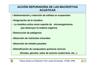 ACCIÓN DEPURADORA DE LAS MACROFITAS
ACUÁTICAS
- Sedimentación y retención de sólidos en suspensión
- Oxigenación de la rizosfera
- La rizosfera actúa como soporte de microorganismos
que destruyen la materia orgánica
- Destrucción de patógenos
- Absorción de nutrientes minerales
- Absorción de metales pesados
- Detoxificación de compuestos químicos nocivos
(fenoles, glicoles, sales de amonio cuaternario, etc...)
Filtros Verdes en Flotación. Prof. Jesús Fernández . ETSIA. UPM.
 