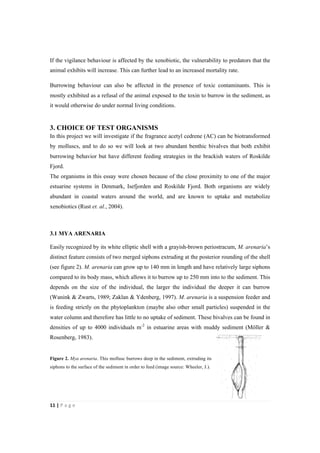 11"|"P a g e "
%
If the vigilance behaviour is affected by the xenobiotic, the vulnerability to predators that the
animal exhibits will increase. This can further lead to an increased mortality rate.
Burrowing behaviour can also be affected in the presence of toxic contaminants. This is
mostly exhibited as a refusal of the animal exposed to the toxin to burrow in the sediment, as
it would otherwise do under normal living conditions.
3. CHOICE OF TEST ORGANISMS
In this project we will investigate if the fragrance acetyl cedrene (AC) can be biotransformed
by molluscs, and to do so we will look at two abundant benthic bivalves that both exhibit
burrowing behavior but have different feeding strategies in the brackish waters of Roskilde
Fjord.
The organisms in this essay were chosen because of the close proximity to one of the major
estuarine systems in Denmark, Isefjorden and Roskilde Fjord. Both organisms are widely
abundant in coastal waters around the world, and are known to uptake and metabolize
xenobiotics (Rust et. al., 2004).
3.1 MYA ARENARIA
Easily recognized by its white elliptic shell with a grayish-brown periostracum, M. arenaria’s
distinct feature consists of two merged siphons extruding at the posterior rounding of the shell
(see figure 2). M. arenaria can grow up to 140 mm in length and have relatively large siphons
compared to its body mass, which allows it to burrow up to 250 mm into to the sediment. This
depends on the size of the individual, the larger the individual the deeper it can burrow
(Wanink & Zwarts, 1989; Zaklan & Ydenberg, 1997). M. arenaria is a suspension feeder and
is feeding strictly on the phytoplankton (maybe also other small particles) suspended in the
water column and therefore has little to no uptake of sediment. These bivalves can be found in
densities of up to 4000 individuals m-2
in estuarine areas with muddy sediment (Möller &
Rosenberg, 1983).
Figure 2. Mya arenaria. This mollusc burrows deep in the sediment, extruding its
siphons to the surface of the sediment in order to feed (image source: Wheeler, J.).
 