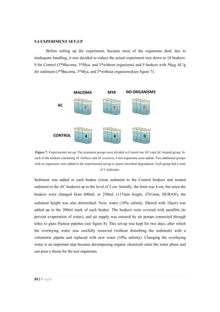 20"|"P a g e "
%
5.4 EXPERIMENT SET-UP
Before setting up the experiment, because most of the organisms died, due to
inadequate handling, it was decided to reduce the actual experiment size down to 18 beakers:
9 for Control (3*Macoma, 3*Mya, and 3*without organisms) and 9 beakers with 50µg AC/g
dw sediment (3*Macoma, 3*Mya, and 3*without organisms)(see figure 7).
Figure 7. Experimental set-up. The treatment groups were divided in Control (no AC) and AC-treated group. In
each of the beakers containing M. balthica and M. arenaria, 4 test organisms were added. Two additional groups
with no organisms were added to the experimental set-up to assess microbial degradation. Each group had a total
of 3 replicates.
Sediment was added to each beaker (clean sediment to the Control beakers and treated
sediment to the AC beakers) up to the level of 2 cm. Initially, the limit was 4 cm, but since the
beakers were changed from 600mL to 250mL (117mm height, ∅61mm, DURAN), the
sediment height was also diminished. Next, water (10‰ salinity, filtered with 10µm) was
added up to the 200ml mark of each beaker. The beakers were covered with parafilm (to
prevent evaporation of water), and air supply was ensured by air pumps connected through
tubes to glass Pasteur pipettes (see figure 8). This set-up was kept for two days, after which
the overlaying water was carefully removed (without disturbing the sediment) with a
volumetric pipette and replaced with new water (10‰ salinity). Changing the overlaying
water is an important step because decomposing organic chemicals enter the water phase and
can pose a threat for the test organisms.
 