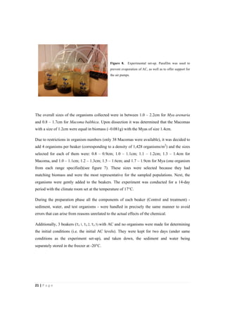 21"|"P a g e "
%
Figure 8. Experimental set-up. Parafilm was used to
prevent evaporation of AC, as well as to offer support for
the air pumps.
The overall sizes of the organisms collected were in between 1.0 – 2.2cm for Mya arenaria
and 0.8 – 1.7cm for Macoma balthica. Upon dissection it was determined that the Macomas
with a size of 1.2cm were equal in biomass (~0.081g) with the Myas of size 1.4cm.
Due to restrictions in organism numbers (only 38 Macomas were available), it was decided to
add 4 organisms per beaker (corresponding to a density of 1,428 organisms/m2
) and the sizes
selected for each of them were: 0.8 – 0.9cm; 1.0 – 1.1cm; 1.1 – 1.2cm; 1.3 – 1.4cm for
Macoma, and 1.0 – 1.1cm; 1.2 – 1.3cm; 1.5 – 1.6cm; and 1.7 – 1.9cm for Mya (one organism
from each range specified)(see figure 7). These sizes were selected because they had
matching biomass and were the most representative for the sampled populations. Next, the
organisms were gently added to the beakers. The experiment was conducted for a 14-day
period with the climate room set at the temperature of 17°C.
During the preparation phase all the components of each beaker (Control and treatment) -
sediment, water, and test organisms - were handled in precisely the same manner to avoid
errors that can arise from reasons unrelated to the actual effects of the chemical.
Additionally, 3 beakers (T0 1, T0 2, T0 3) with AC and no organisms were made for determining
the initial conditions (i.e. the initial AC levels). They were kept for two days (under same
conditions as the experiment set-up), and taken down, the sediment and water being
separately stored in the freezer at -20°C.
 