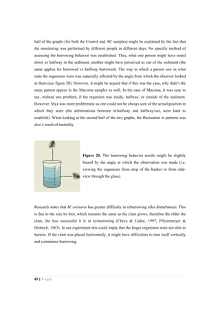 42"|"P a g e "
%
half of the graphs (for both the Control and AC samples) might be explained by the fact that
the monitoring was performed by different people in different days. No specific method of
assessing the burrowing behavior was established. Thus, what one person might have noted
down as halfway in the sediment, another might have perceived as out of the sediment (the
same applies for burrowed vs halfway burrowed). The way in which a person saw in what
state the organisms were was especially affected by the angle from which the observer looked
at them (see figure 20). However, it might be argued that if this was the case, why didn’t the
same pattern appear in the Macoma samples as well. In the case of Macoma, it was easy to
say, without any problem, if the organism was inside, halfway, or outside of the sediment.
However, Mya was more problematic as one could not be always sure of the actual position in
which they were (the delimitations between in/halfway and halfway/out, were hard to
establish). When looking at the second half of the two graphs, the fluctuation in patterns was
also a result of mortality.
Figure 20. The burrowing behavior results might be slightly
biased by the angle at which the observation was made (i.e.
viewing the organisms from atop of the beaker or from side-
view through the glass).
Research states that M. arenaria has greater difficulty in reburrowing after disturbances. This
is due to the size its foot, which remains the same as the clam grows, therefore the older the
clam, the less successful it is at re-burrowing (Checa & Cadee, 1997; Pfitzenmeyer &
Drobeck, 1967). In our experiment this could imply that the larger organisms were not able to
burrow. If the clam was placed horizontally, it might have difficulties to turn itself vertically
and commence burrowing.
 