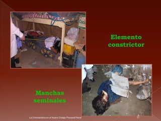 Elemento
                                                      constrictor




     Manchas
    seminales

La Criminalística en el Nuevo Código Procesal Penal           11
 