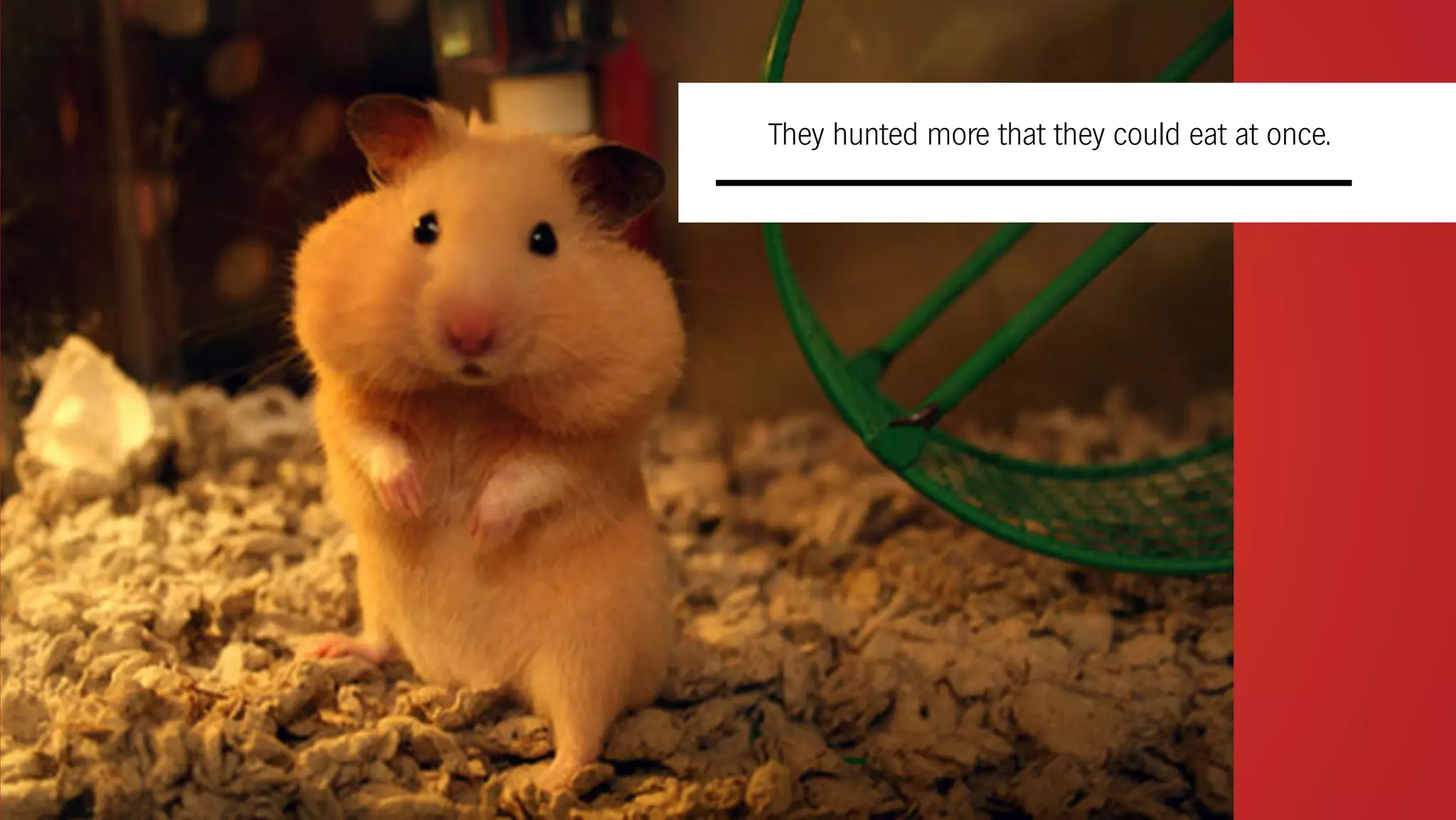 They hunted more that they could eat at once.
 