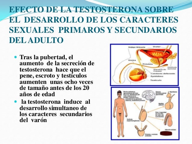 Como aumentará el pene la longitud y la anchura