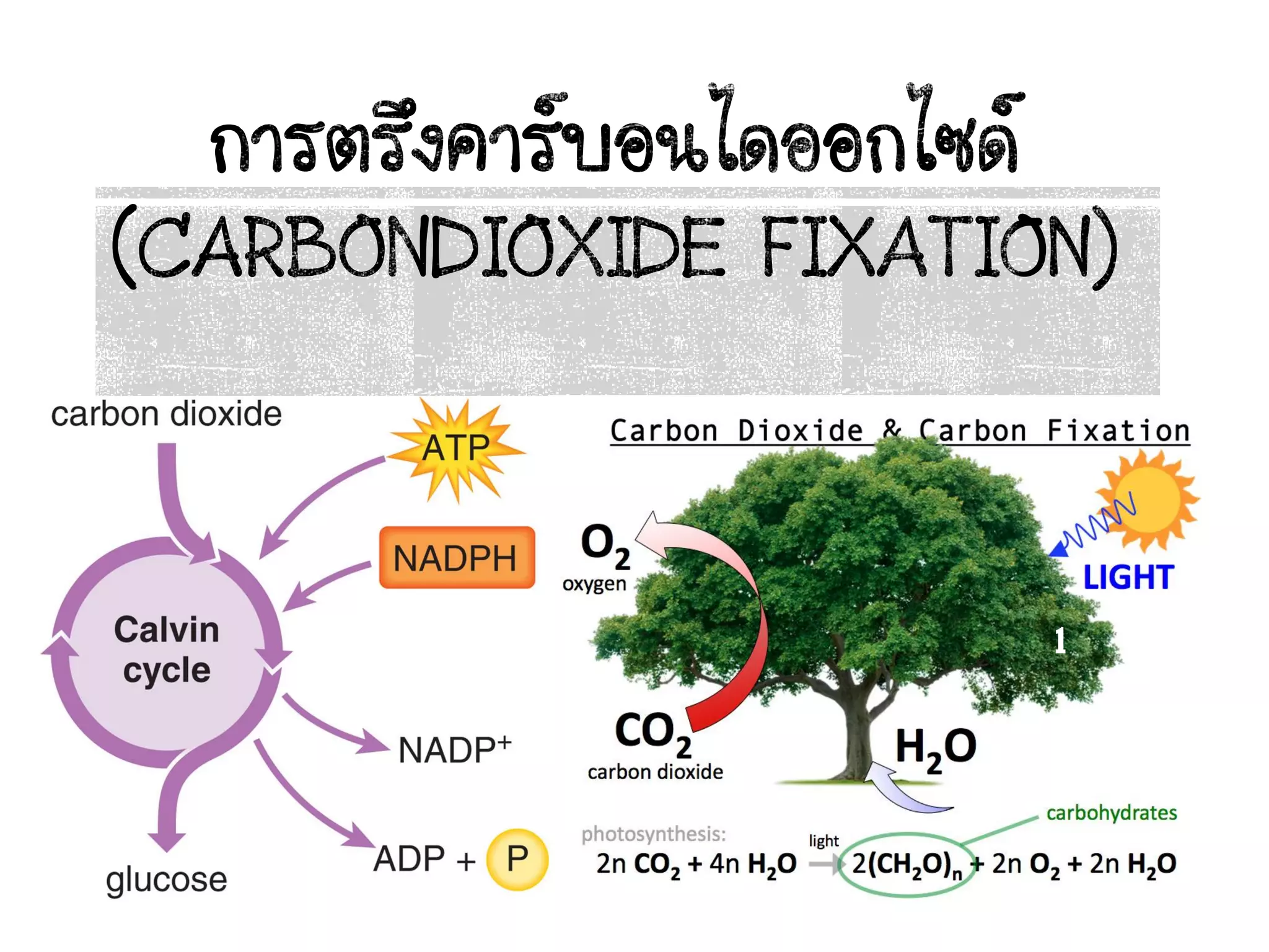 carbondioxide fixation | PDF