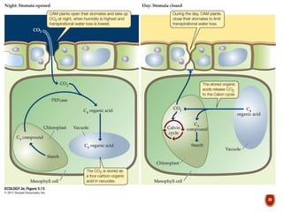 carbondioxide fixation | PDF