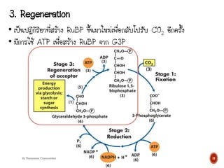 3. Regeneration
10
• เป็นปฏิกิริยาที่สร้าง RuBP ขึ้นมาใหม่เพื่อกลับไปรับ CO2 อีกครั้ง
• มีการใช้ ATP เพื่อสร้าง RuBP จาก G3P
By Thanyamon Chaturavitkul
 