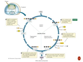 By Thanyamon Chaturavitkul 11
 