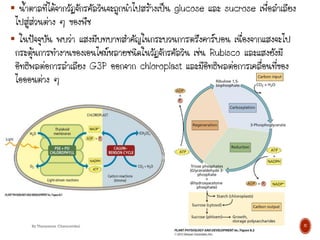  น้าตาลที่ได้จากวัฏจักรคัลวินจะถูกนาไปสร้างเป็น glucose และ sucrose เพื่อลาเลียง
ไปสู่ส่วนต่าง ๆ ของพืช
 ในปัจจุบัน พบว่า แสงมีบทบาทสาคัญในกระบวนการตรึงคาร์บอน เนื่องจากแสงจะไป
กระตุ้นการทางานของเอนไซม์หลายชนิดในวัฏจักรคัลวิน เช่น Rubisco และแสงยังมี
อิทธิพลต่อการลาเลียง G3P ออกจาก chloroplast และมีอิทธิพลต่อการเคลื่อนที่ของ
ไอออนต่าง ๆ
12
By Thanyamon Chaturavitkul
 