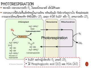  หมายถึง กระบวนการตรึง O2 ในคลอโรพลาสต์ เมื่อได้รับแสง
 กระบวนการนี้มักเกิดขึ้นเมื่อพืชอยู่ในภาวะร้อน หรือแห้งแล้ง จึงมีการปิดรูปากใบ ซึ่งจะส่งผลต่อ
การแลกเปลี่ยนแก๊สของพืช พืชจึงได้รับ CO2 ลดลง ทาให้ RuBP ตรึง O2 แทนการตรึง CO2
13
By Thanyamon Chaturavitkul
• RuBP จะทาปฏิกริยากับ O2 แทนที่ CO2
• ได้ Phosphoglycolic acid (2C) และ PGA (3C)
 