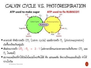  ตามปกติ พืชมีการตรึง CO2 (calvin cycle) และมีการตรึง O2 (photorespiration)
เกิดขึ้นพร้อมกันอยู่แล้ว
 สัดส่วนการตรึง CO2 : O2 = 3 : 1 (แต่อาจเปลี่ยนแปลงตามความเข้มข้นของ CO2 และ
O2 ในเซลล์)
 สภาพแวดล้อมที่ทาให้เกิดโฟโตเรสไพเรชันได้ดี คือ แสงแดดจัด มีความร้อนและแห้งแล้ง ทาให้
ปากใบปิด
15
By Thanyamon Chaturavitkul
 