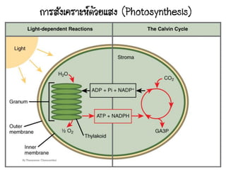 2
By Thanyamon Chaturavitkul
 