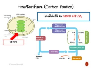 stroma
สารตั้งต้นที่ใช้ คือ NADPH ATP CO2
ผลิตภัณฑ์ที่ได้ คือ Glucose
3
By Thanyamon Chaturavitkul
 
