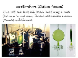 ปี พ.ศ. 2493 (ค.ศ. 1950) คัลวิน (Melvin Calvin) แอนดรู เอ เบนสัน
(Andrew A Benson) และคณะ ได้นาสาหร่ายสีเขียวเซลล์เดียว คลอเรลลา
(Chlorella) และน้าใส่ในขวดแก้ว
4
By Thanyamon Chaturavitkul
 