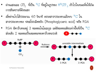 • ผ่านแสงและ CO2 ที่เป็น 14C ที่อยู่ในรูปของ H14CO-
3 เข้าไปในขวดเพื่อให้เกิด
การสังเคราะห์ด้วยแสง
• เมื่อผ่านไปได้ประมาณ 60 วินาที ตรวจสารประกอบแล้วพบ 14C ใน
สารประกอบของ ฟอสโฟกลีเซอริก (Phosphoglyceric acid) หรือ PGA
• PGA มีคาร์บอนอยู่ 3 อะตอมในโมเลกุล แต่มีอะตอมเดียวเท่านั้นที่เป็น 14C
ส่วนอีก 2 อะตอมเป็นอะตอมของคาร์บอนปกติ P
5
By Thanyamon Chaturavitkul
 