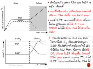  เมื่อมีแสงปริมาณของ PGA และ RuBP จะ
อยู่ในระดับคงที่
 ขณะที่ไม่มีแสงสว่าง แต่มีคาร์บอนไดออกไซด์
ปริมาณ PGA เพิ่มขึ้น ส่วน RuBP ลดลง
 การที่ RuBP ลดลงขณะที่ไม่มีแสง เนื่องจาก
ไม่เกิดปฏิกิริยาแสง จึงไม่มี ATP และ
NADPH เพื่อใช้เปลี่ยน PGA ให้กลายเป็น
RuBP
 การเปลี่ยนแปลงของ PGA และ RuBP
ในช่วงที่ไม่มี CO2 เป็นการสนับสนุนว่า
RuBP เป็นตัวรับคาร์บอนไดออกไซด์ แล้ว
ทาให้เกิด PGA ขึ้นมา เนื่องจาก เมื่อไม่มี
CO2 ปริมาณ RuBP เพิ่มสูงขึ้น ในขณะที่
PGA ลดลง แสดงว่า การขาด CO2 ทาให้
RuBP ไม่สามารถเปลี่ยนไปเป็น PGA ได้
6
By Thanyamon Chaturavitkul
 