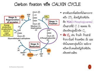 7
By Thanyamon Chaturavitkul
• สารตัวแรกที่เสถียรที่เกิดจากการ
ตรึง CO2 ด้วยวัฏจักรคัลวิน
คือ PGA(3-Phosphoglycerate)
เป็นสารที่มี C 3 อะตอม จึง
เรียกพืชกลุ่มนี้ว่าพืช C3
• พืช C3 เช่น ข้าวเจ้า ข้าวสาลี
ข้าวบาร์เลย์ ข้าวเหนียว ถั่ว และ
พืชในเขตอบอุ่นทั่วไป จะมีการ
ตรึงคาร์บอนด้วยวัฏจักรคัลวิน
เพียงอย่างเดียว
 