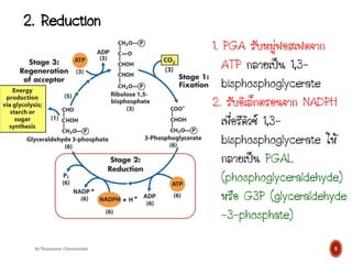 1. PGA รับหมู่ฟอสเฟตจาก
ATP กลายเป็น 1,3-
bisphosphoglycerate
2. รับอิเล็กตรอนจาก NADPH
เพื่อรีดิวซ์ 1,3-
bisphosphoglycerate ให้
กลายเป็น PGAL
(phosphoglyceraldehyde)
หรือ G3P (glyceraldehyde
-3-phosphate)
9
2. Reduction
By Thanyamon Chaturavitkul
 