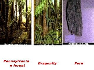  Pennsylvania
n forest
 Dragonfly  Fern
 