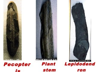  Pecopter  Plant
stem
Lepidodend
ron
 