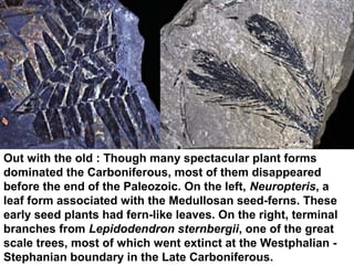 Out with the old : Though many spectacular plant forms
dominated the Carboniferous, most of them disappeared
before the end of the Paleozoic. On the left, Neuropteris, a
leaf form associated with the Medullosan seed-ferns. These
early seed plants had fern-like leaves. On the right, terminal
branches from Lepidodendron sternbergii, one of the great
scale trees, most of which went extinct at the Westphalian -
Stephanian boundary in the Late Carboniferous.
 