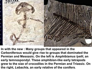 In with the new : Many groups that appeared in the
Carboniferous would give rise to groups that dominated the
Permian and Mesozoic. On the left is Amphibiamus lyelli, an
early temnospondyl. These amphibian-like early tetrapods
grew to the size of crocodiles in the Permian and Triassic. On
the right, Lebachia, an early relative of the conifers.
 