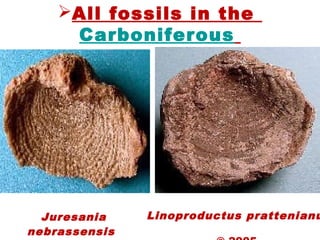All fossils in the
Carboniferous
Juresania
nebrassensis
Linoproductus prattenianu
 