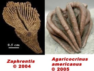 Zaphrentis
© 2004
Agaricocrinus
americanus
© 2005
 