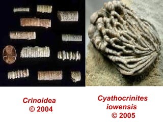 Crinoidea
© 2004
Cyathocrinites
iowensis
© 2005
 