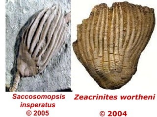 Saccosomopsis
insperatus
© 2005
Zeacrinites wortheni
© 2004
 