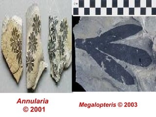 Annularia
© 2001
Megalopteris © 2003
 