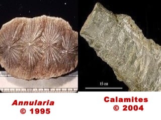 Annularia
© 1995
Calamites
© 2004
 