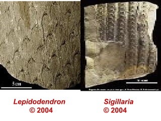 Lepidodendron
© 2004
Sigillaria
© 2004
 