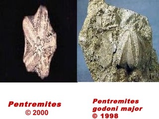 Pentremites
© 2000
Pentremites
godoni major
© 1998
 