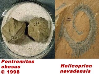 Pentremites
obesus
© 1998
Helicoprion
nevadensis
 