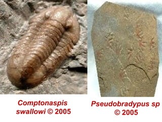 Comptonaspis
swallowi © 2005
Pseudobradypus sp
© 2005
 