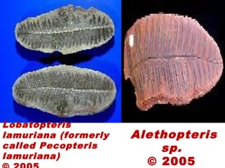 Lobatopteris
lamuriana (formerly
called Pecopteris
lamuriana)
Alethopteris
sp.
© 2005
 
