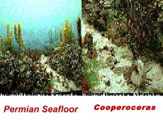  Permian Seafloor Cooperoceras 
 