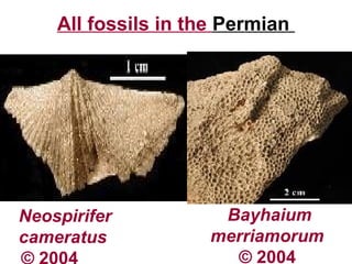 All fossils in the Permian
Neospirifer
cameratus
Bayhaium
merriamorum
© 2004
 