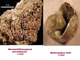 Neomultithecopora
providensis
© 2004
Bellerophon hilli
© 2004
 