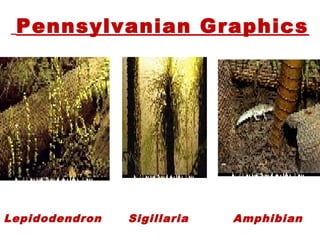 Pennsylvanian Graphics
Lepidodendron Sigillaria  Amphibian
 