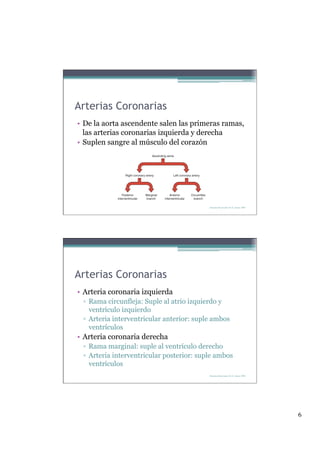 Arterias Coronarias
• De la aorta ascendente salen las primeras ramas,
  las arterias coronarias izquierda y derecha
• Suplen sangre al músculo del corazón




                                           Derechos Reservados Dr. E. Alonso 2008




Arterias Coronarias
• Arteria coronaria izquierda
 ▫  Rama circunfleja: Suple al atrio izquierdo y
    ventrículo izquierdo
 ▫  Arteria interventricular anterior: suple ambos
    ventrículos
• Arteria coronaria derecha
 ▫  Rama marginal: suple al ventrículo derecho
 ▫  Arteria interventricular posterior: suple ambos
    ventrículos
                                           Derechos Reservados Dr. E. Alonso 2008




                                                                                     6
 